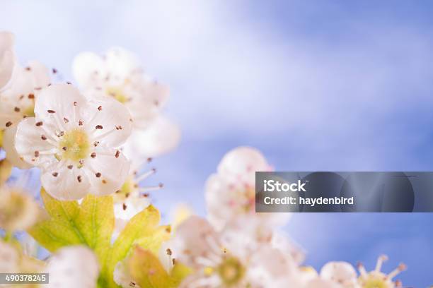 Foto de Blossom Contra Um Fundo De Céu Azul Brilhante De Verão e mais fotos de stock de 2000-2009