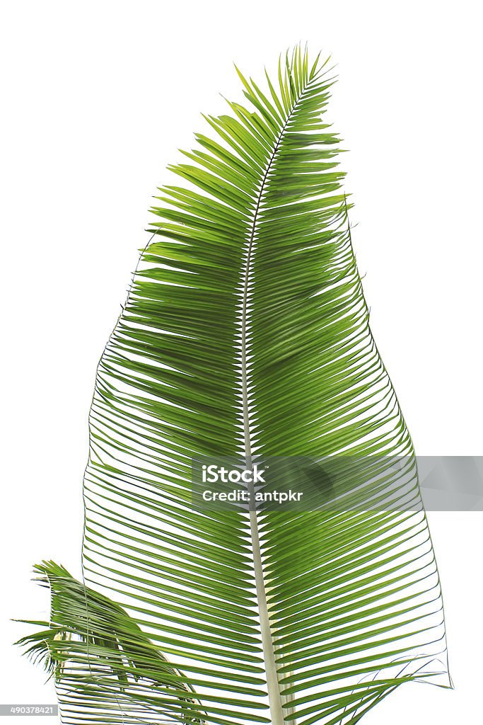 Palm leaf Part of palm leaf on white background Bent Stock Photo