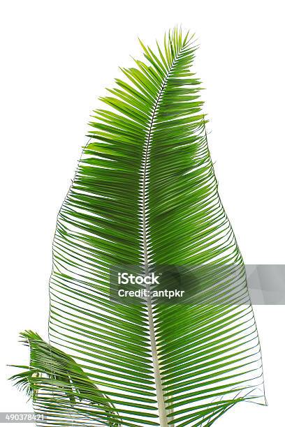 Palm Leaf Stock Photo - Download Image Now - Bent, Botany, Branch - Plant Part