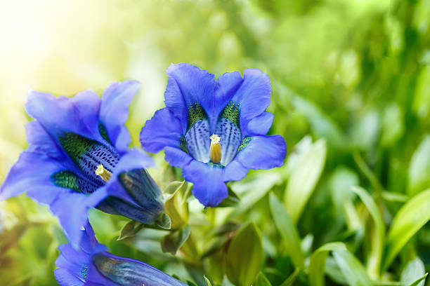Trumpet gentiana blue spring flower in garden Trumpet gentiana blue spring flower in garden with sunlight in background enzian stock pictures, royalty-free photos & images