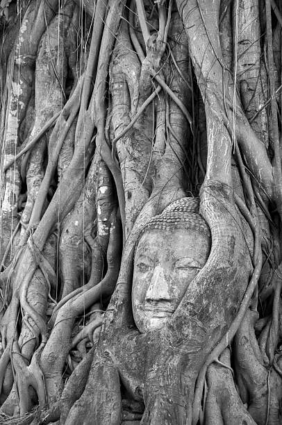 istock Buddha head covered by roots of a tree in Ayutthaya 490379057
