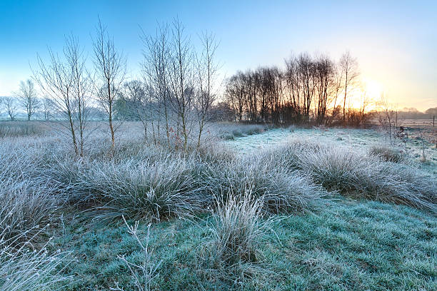 istock cold frosty sunrise over marsh 490379091