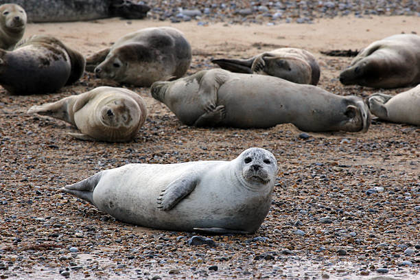 istock England: Harbour Seals and Grey Seals at Blakeney Harbour 490379123
