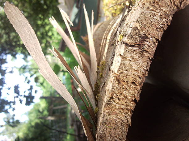 istock Dried bark of the tree close up 490379289
