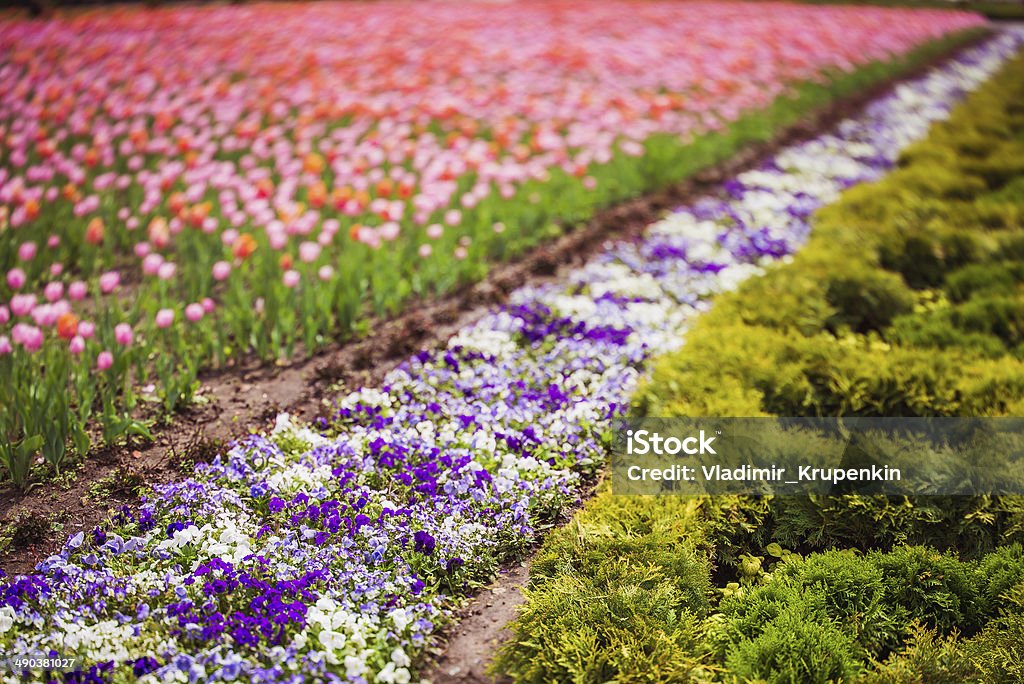 Flower in Park Gorky Park is the central Moscow park, located in the heart of the city Asia Stock Photo