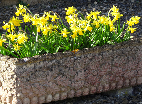 Photo showing an ornamental stone trough that has been planted with yellow daffodils and pictured in the spring sunshine.