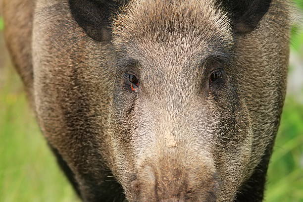 멧돼지 세로는 - domestic pig animals in the wild wild boar hunting 뉴스 사진 이미지