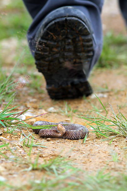 tourist risking to get bitten by adder foot of a tourist risking to get bitten by common european adder ( Vipera berus ) common adder stock pictures, royalty-free photos & images