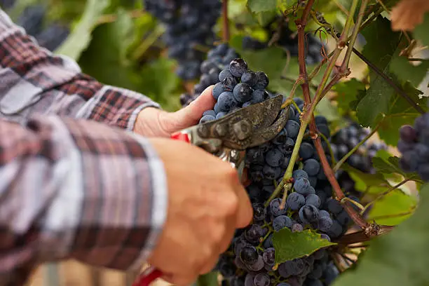 Farmers hands with garden secateurs and freshly blue grapes at harvest