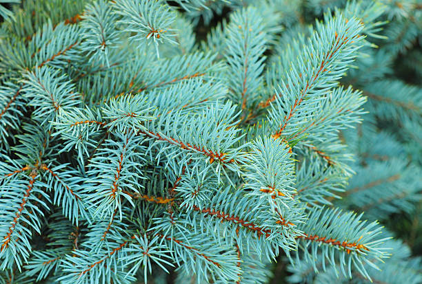 istock Blue spruce, green spruce, white spruce, Colorado spruce. 490391194