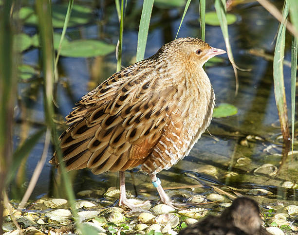 Corncrake Corncrake by the pond. corncrake stock pictures, royalty-free photos & images