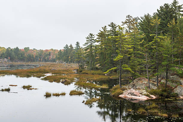 stony acquitrino di torbiera sulla diversità autunno con alberi di killarney - swamp moody sky marsh standing water foto e immagini stock