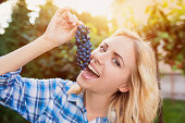 Beautiful woman harvesting grapes
