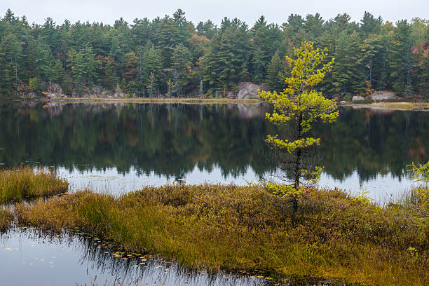 istock Lonely fall tree on a small island in a lake 490394844