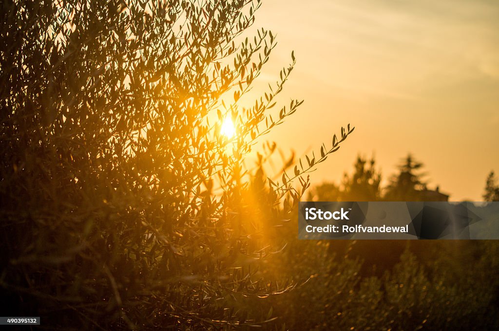 sunset in toscane. Sunset in the summer in Italy. Olive Tree Stock Photo