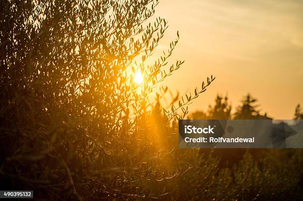 Sunset In Toscane Stock Photo - Download Image Now - Olive Tree, Sunset, Olive - Fruit