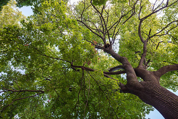 istock Bottom view of a crown of a huge green tree 490395696