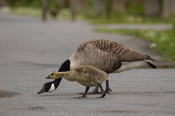 istock Crossing The Road 490395994