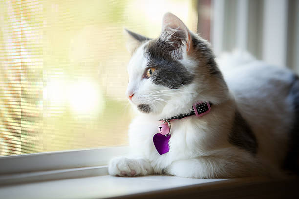 Five Month Old Kitten Sitting In Window A beautiful white and gray 5 month old kitten wearing a collar and a blank tag sitting on a window sill and enjoying a beautiful day. collar stock pictures, royalty-free photos & images