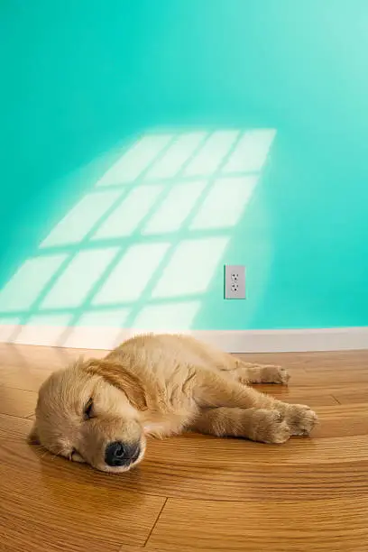 A low angle view of an eight week old Golden Retriever puppy sleeping in the middle of a hardwood floor with the sunlight shining on the teal wall in the background  "Dutchess"