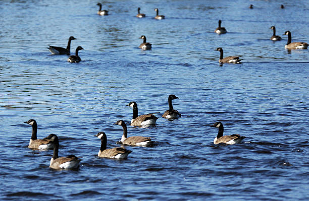 istock Canada geese on a lake 490397602