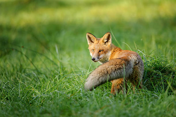 Red fox looking behind in green grass stock photo