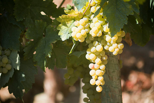 istock White grapes bunch hanging in the vineyard. 490398618