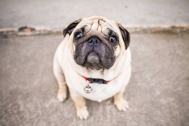 istock Pug Dog on street 490398890