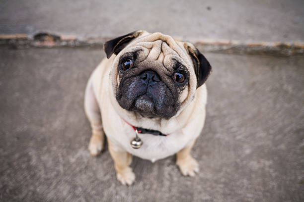 istock Pug Dog on street 490399178