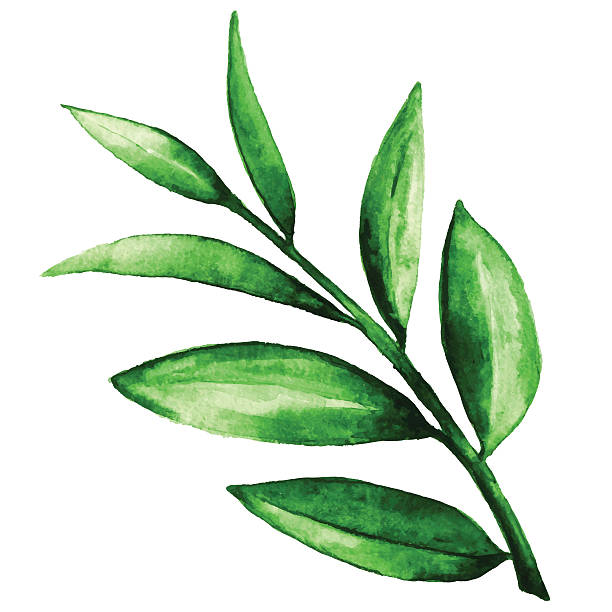 акварельные зеленые листья - fine art painting art paint illustration and painting stock illustrations