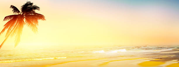 istock Coconut palm tree over the sunny blurry beach. Panorama 490399398