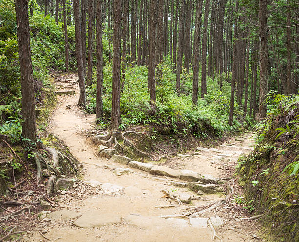 caminho de floresta de decisão - forked road imagens e fotografias de stock