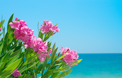 Oleander flowers at the beach. Blue sky and mediterranian sea.