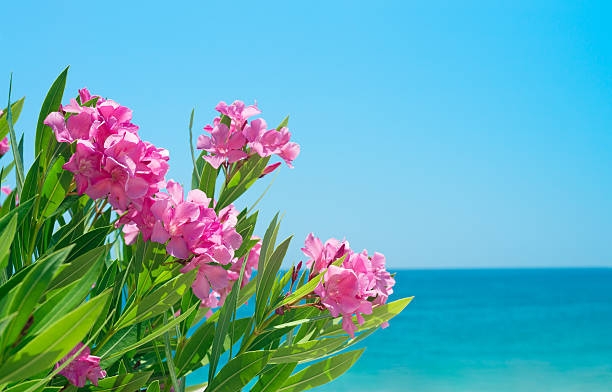 Oleander flowers and sea stock photo