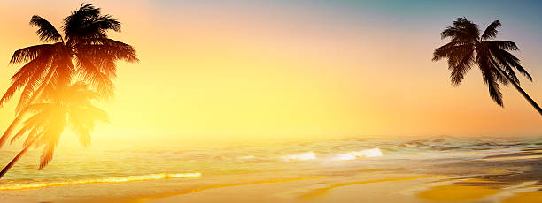 istock Coconut palm tree over the sunny blurry beach. Panorama 490399760