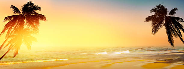 istock Coconut palm tree over the sunny blurry beach. Panorama 490399908