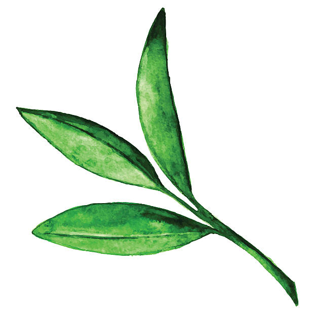 ilustrações, clipart, desenhos animados e ícones de filial em aquarela com folhas verdes - bamboo shoot leaf bamboo green