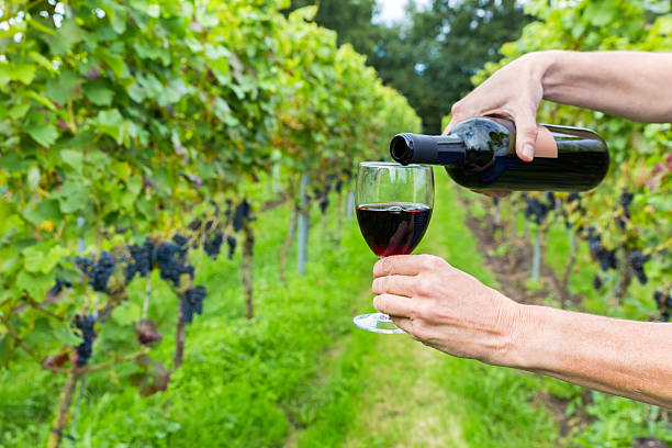 istock Hands pouring red wine in glass at vineyard 490400460