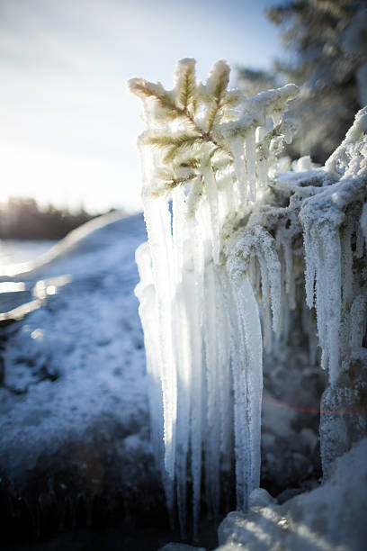 istock Long icicles frozen branch 490400710