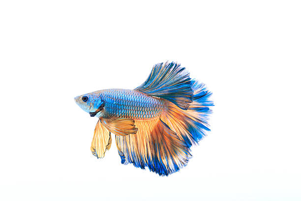 beta - siamese fighting fish fish pets underwater - fotografias e filmes do acervo