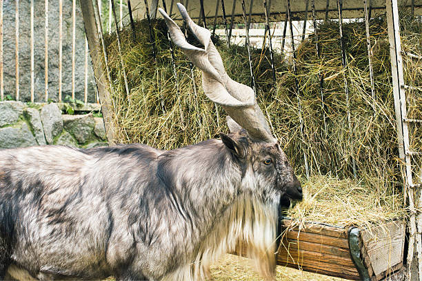 Mountain Sheep At The Farm Stock Photo - Download Image Now - 2015, Agriculture, Animal - iStock Mountain Sheep At The Farm Stock Photo - Download Image Now - 2015, Agriculture, Animal - iStock