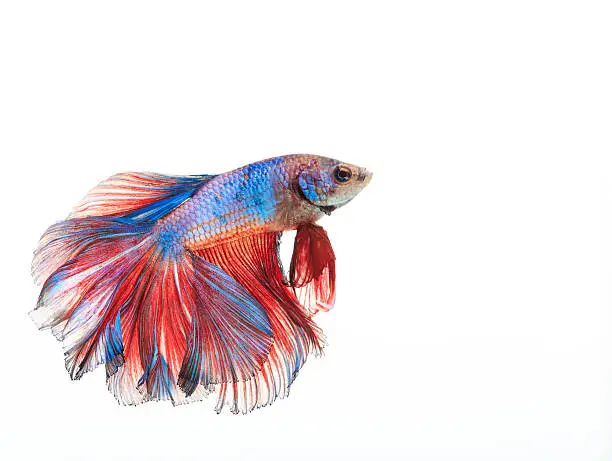 Siamese fighting fish Betta splendens