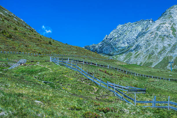 гора в южный тироль - european alps tirol rhododendron nature стоковые фото и изображения