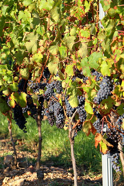 vigneti durante il raccolto in autunno - agrigulture foto e immagini stock