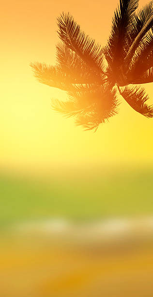 istock Coconut palm tree over the sunny blurry beach. 490426024