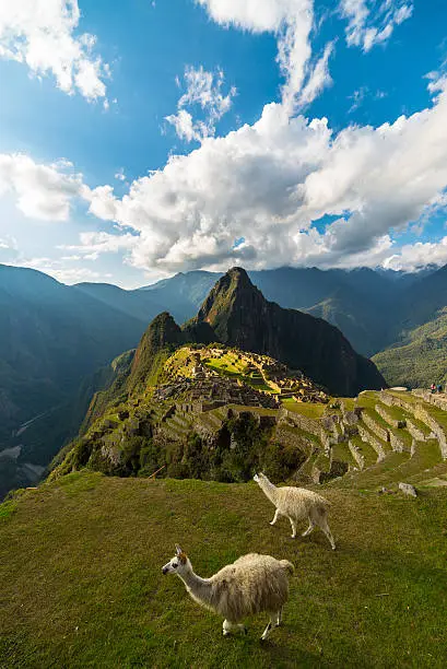 Machu Picchu illuminated by the last sunlight coming out from the opening clouds. Wide angle view from above with two grazing llamas in the foreground and scenic sky.