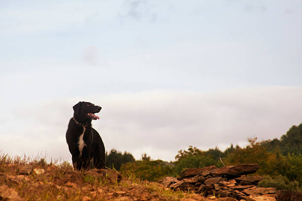 istock Black dog outdoors, watching the landscape. 490427170