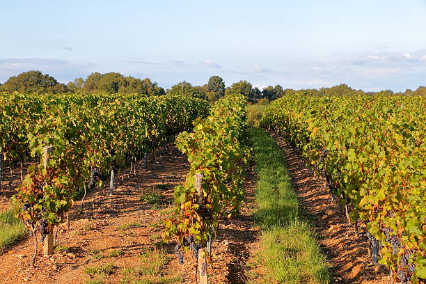 winnica w zbiorów w jesiennym - agrigulture zdjęcia i obrazy z banku zdjęć