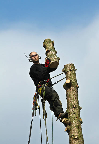 istock Woodcutter in action in a tree in denmark 490427238