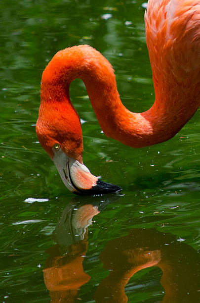 Flamingo feeding stock photo